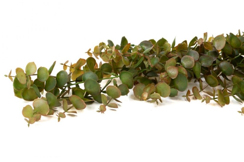 Umělý převislý eukalyptus