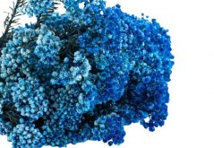 Stabilisierte Reisblume - Blau