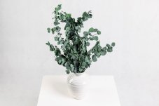 Stabilizovaný Eukalyptus Stuartiana - Zelený