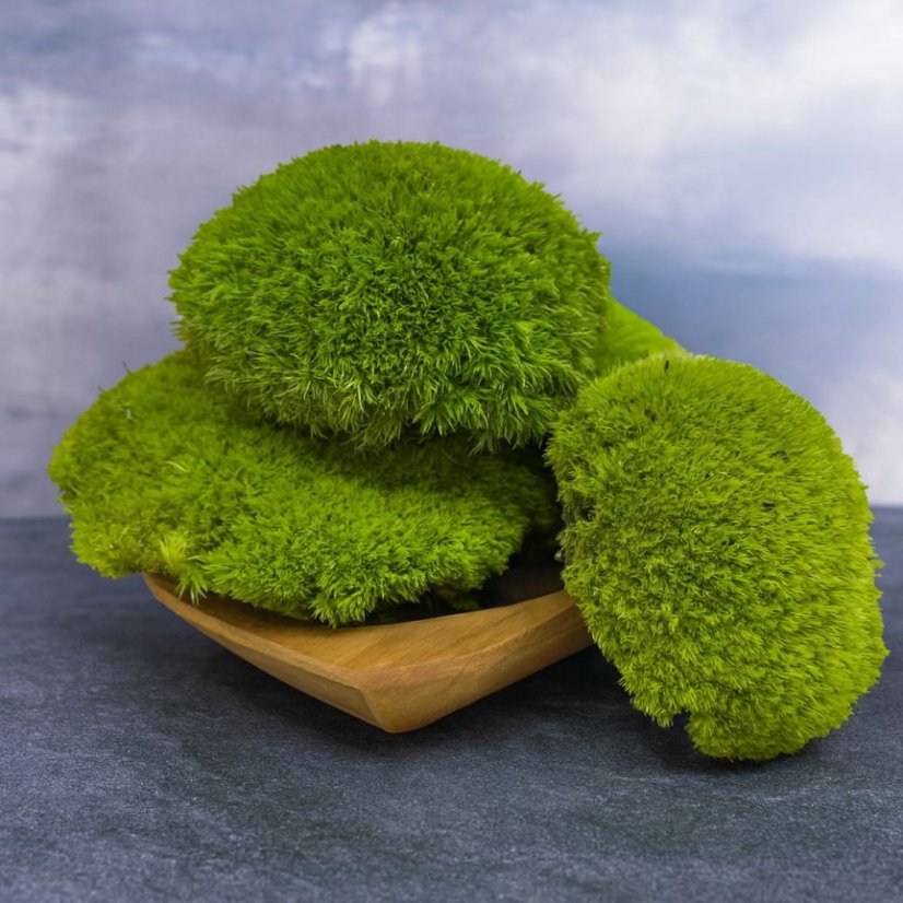 Kugelmoos - Wiesengrün - Bereich: 1,3 m²