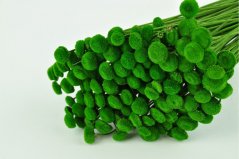 Stabilisierte Botao-Blüten - Grün