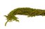 Amaranto stabilizzato - Verde lime - Misure: Mazzo (120-150 g)