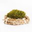 Mușchi bulgăre - "Arici" - Verde natural - Suprafață: 0,1 m² (acoperă o suprafață de 30x35 cm)