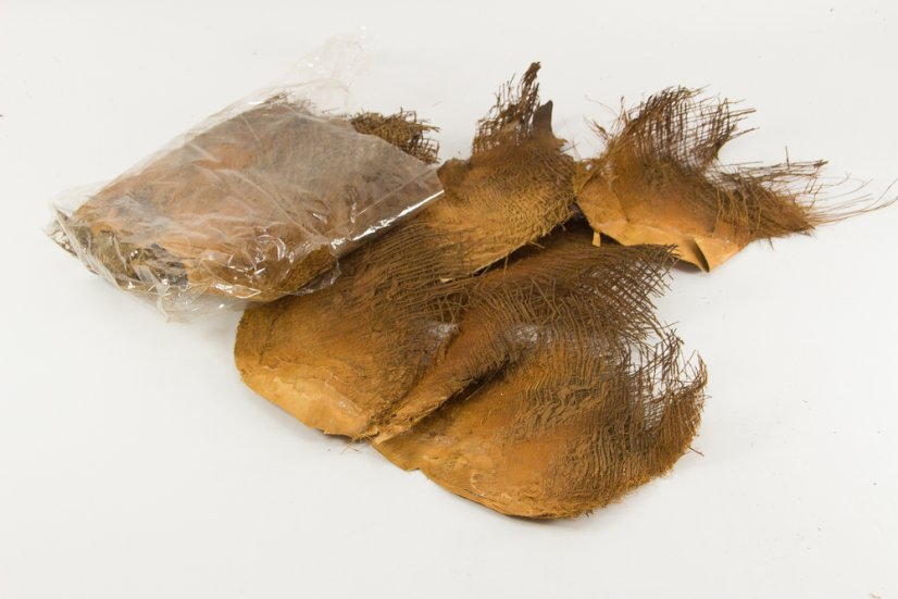 Palmovo lubje Palmovo lubje
