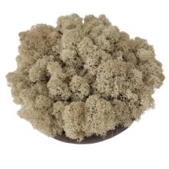 Muschio stabilizzato purificato - lichene -  Naturale - Finlandese