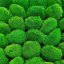 Muschio sferico - "Tartaruga" Mini - Confezione 0,15 m2 - Colore: Verde naturale