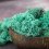 Muschio stabilizzato - lichene - Verde turchese - Peso: 100g