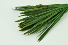 Stabilizovaný Papyrus