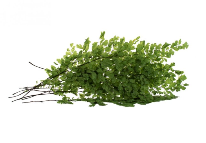 Stabilisierte Lutti-Farn - Verpackung