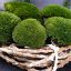 Mușchi de deal - "Broasca țestoasă" - Verde natural - Suprafață: 1 buc (formă regulată de 10-12 cm)