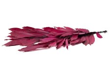Stabiliziran Cocolus - Bordo