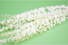 Eucalipto stabilizzato Baby - Bianchi