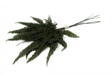 Ferigă stabilizată Felci - verde