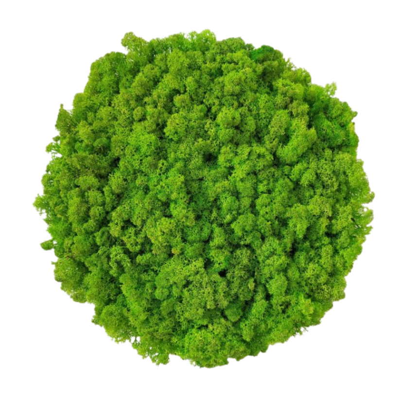 Csináld magad kör mohakészlet 30cm - zuzmó - Lichen szín: Erdei zöld