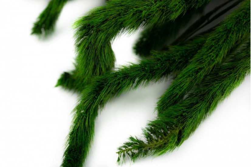 Setaria stabilisée - 150 g