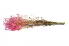 Stabilizirani cvetovi Gypsophila - Roza