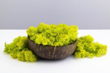 Stabiliziran mah - lišaji - limonasto zelena