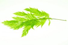 Stabilizált világos zöld páfrány - NAGY - 10 db