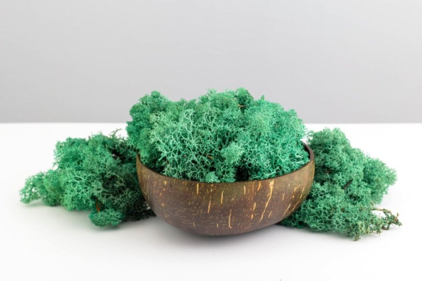 Mușchi stabilizat - lichen - Verde turcoaz - Greutate: 5kg