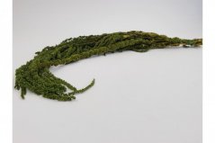 Stabilizovaný Amarant - Olivovo zelený