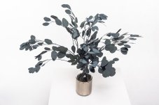 Eucalyptus Populus Stabilisé - Vert - Vente en gros