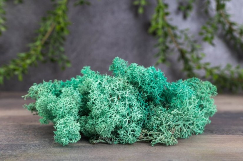 Muschio stabilizzato - lichene - Verde turchese - Peso: 500g