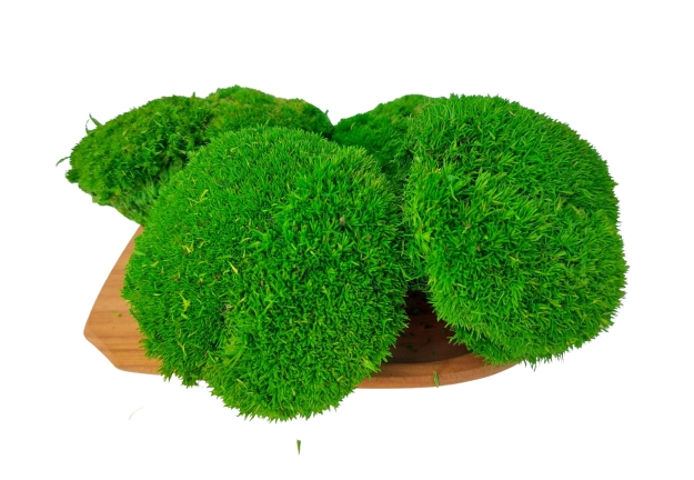 Mușchi de deal - "Broască țestoasă" Mini - Verde deschis - Ambalaj 0,15m2