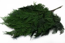Ferigă verde stabilizată - MARE - 10 buc.