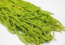Stabilizált amaránt PREMIUM - Világoszöld