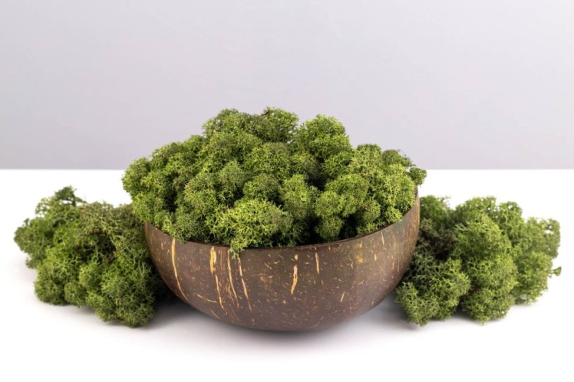 Muschio stabilizzato - lichene - Verde scuro - Peso: 1kg