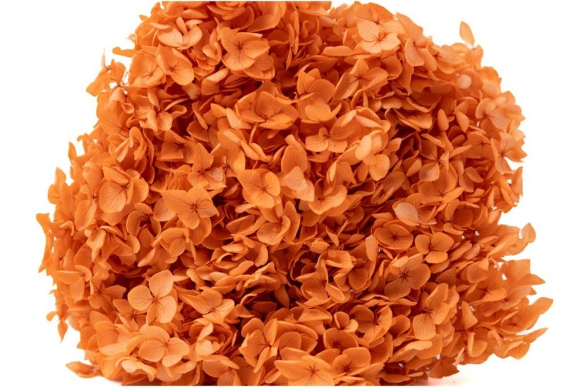 Hortensie stabilizată - Culoare Dovleac