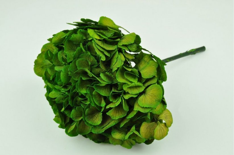 Stabilizovaná hortenzia - zelená