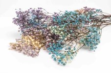Fiori di Gypsophila stabilizzati - Arcobaleno
