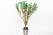 Stabilizirani cvetovi Gypsophile - Zeleni