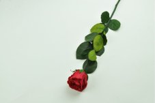 Stabilisierte Rose am Stiel – Rot