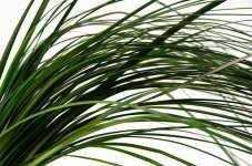 Stabilizirana "medvedja" trava