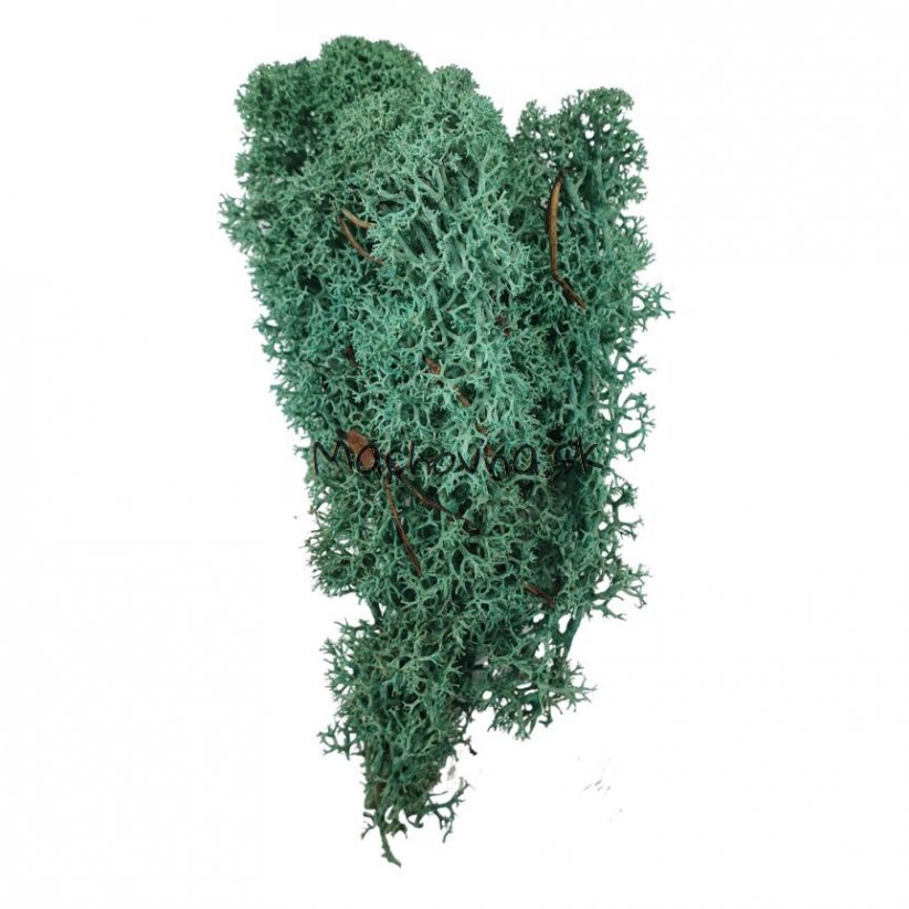 Muschio stabilizzato - lichene - Verde turchese - Peso: 1kg