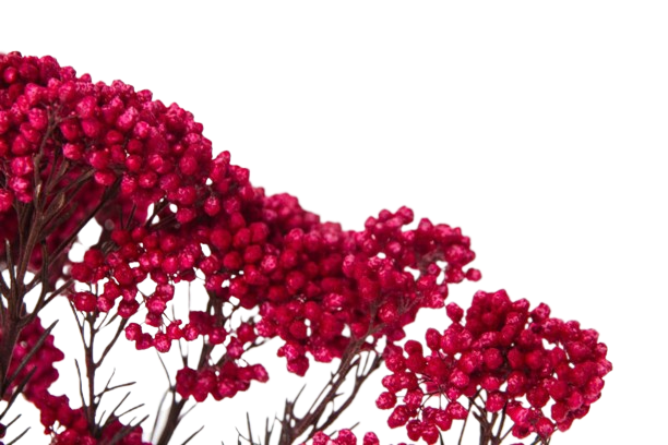 Stabilizovaný ryžový kvet - Červený