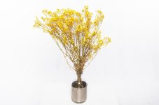 Stabilizované kvety Gypsophila - Žltá