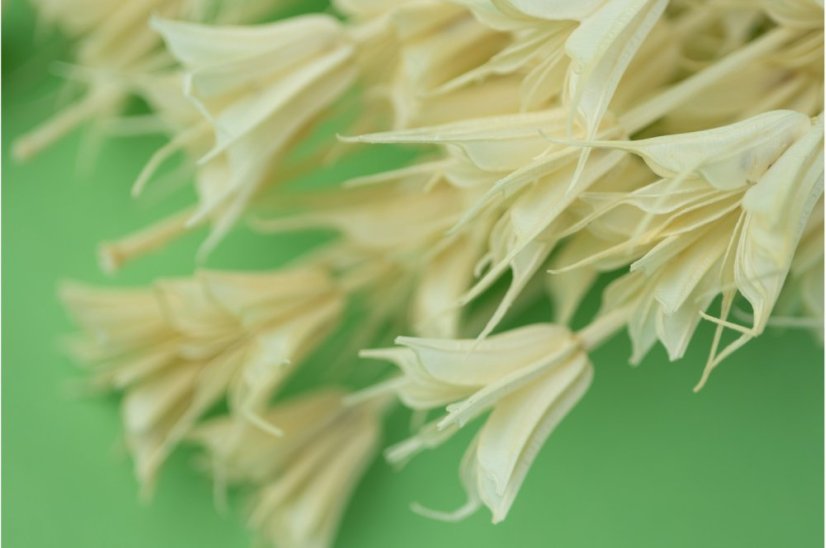 Sušená tráva Nigella - Bílá