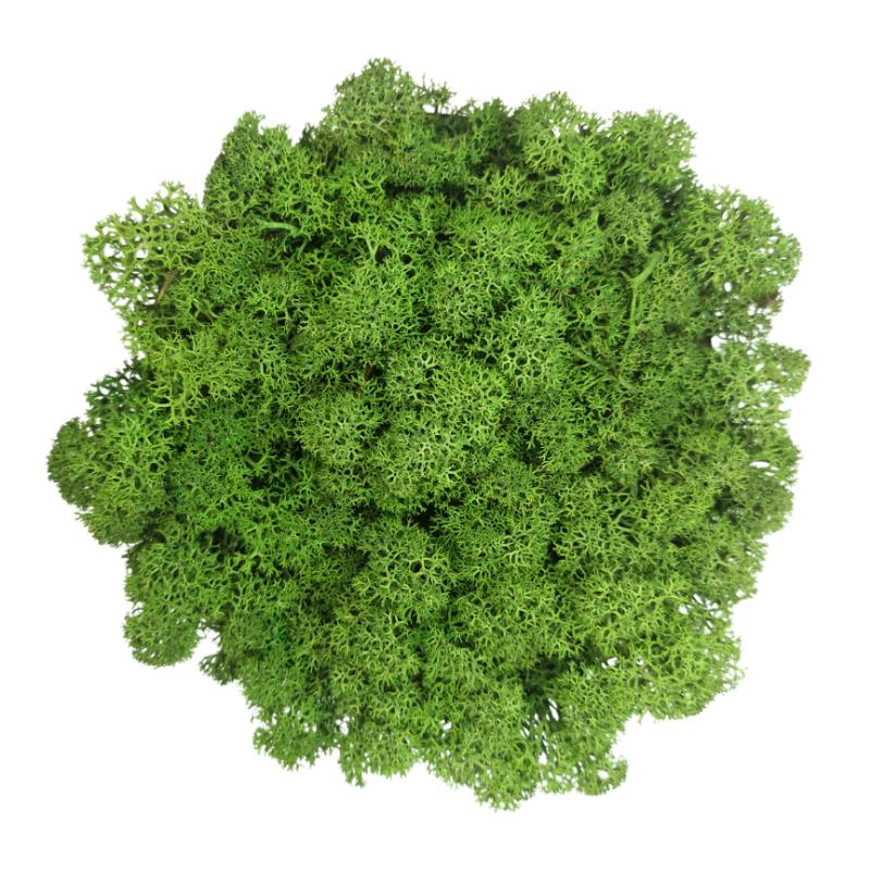 Muschio stabilizzato - lichene - Verde prato - Peso: 100g