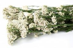Stabilizovaný ryžový kvet - Biely