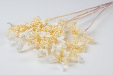 Stablizirana hortenzija panicle - Krem