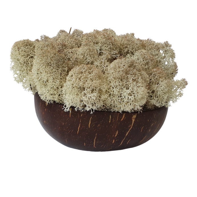 Muschio stabilizzato - lichene - Naturale - Peso: 500g