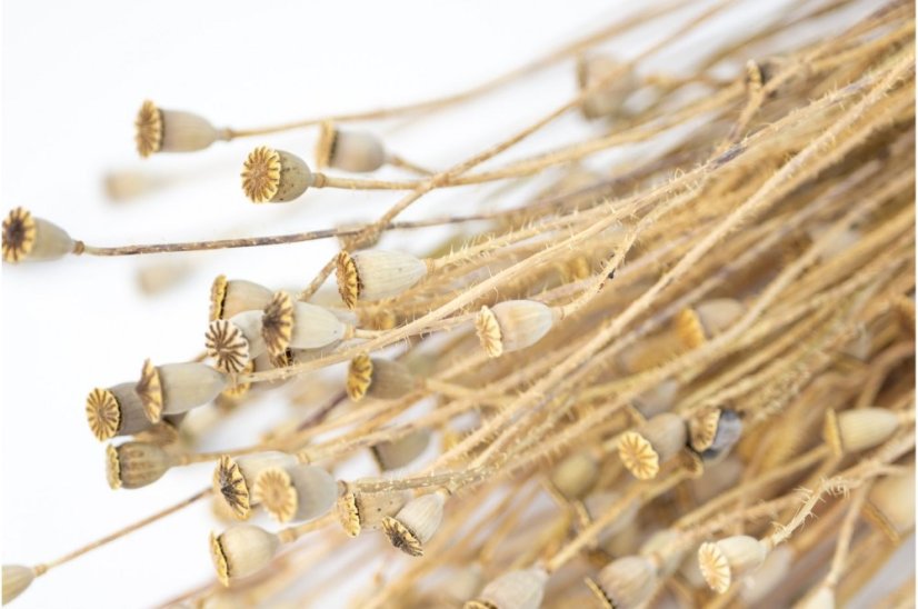 Szárított mini mákgubók