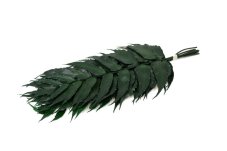 Stabilizirana praprot Holly