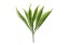 Mű sansevieria
