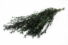 Stabilizovaný Eukalyptus Parvifolia