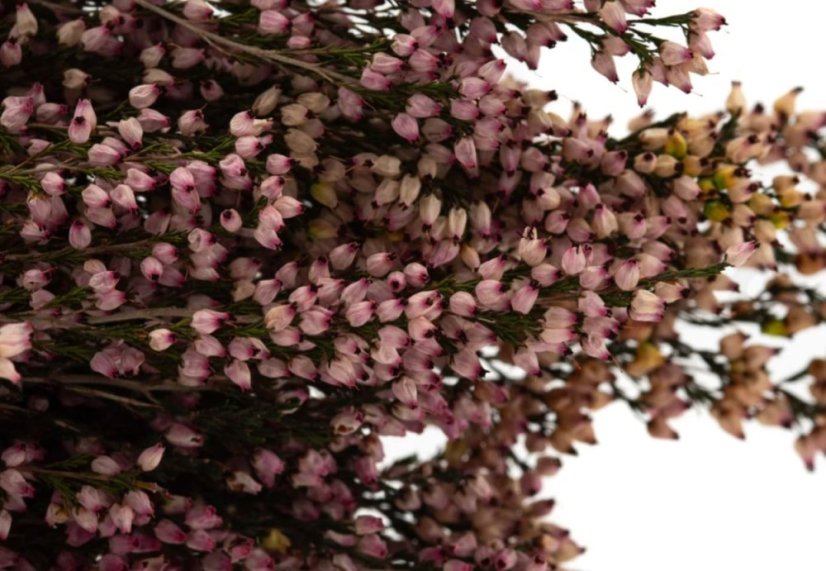 Erica stabilizzata - Natural