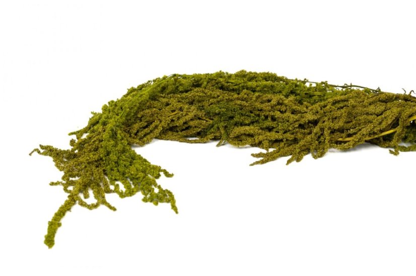Amaranto stabilizzato - Verde lime - Misure: Mazzo (120-150 g)